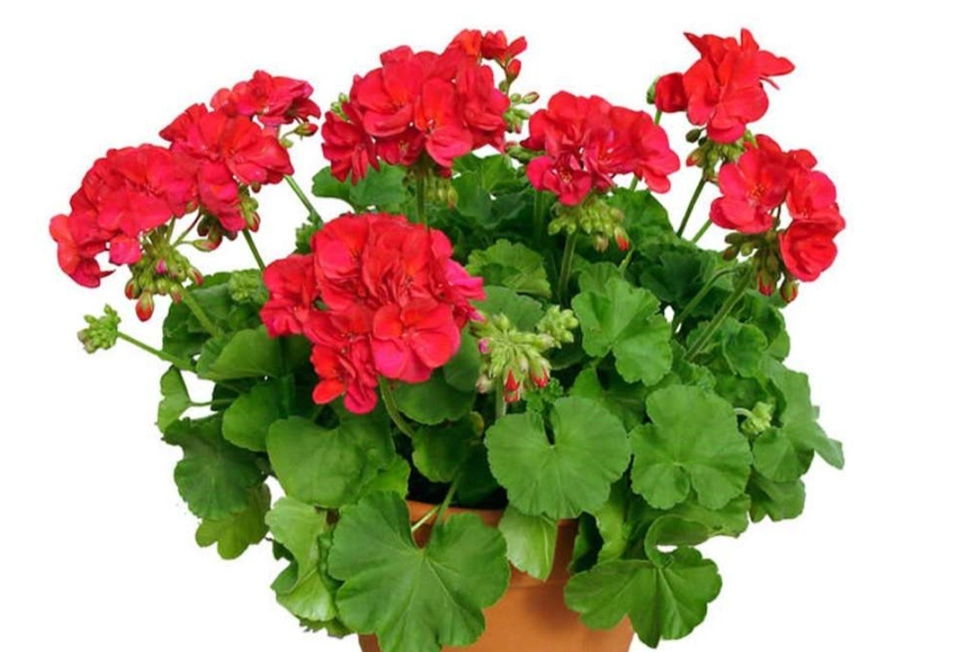 Пеларгония королевская elegance jeanette. Герань египетская. Пеларгония calliope. Пеларгония toscana calliope dark red. Пеларгония ампельная balkon.