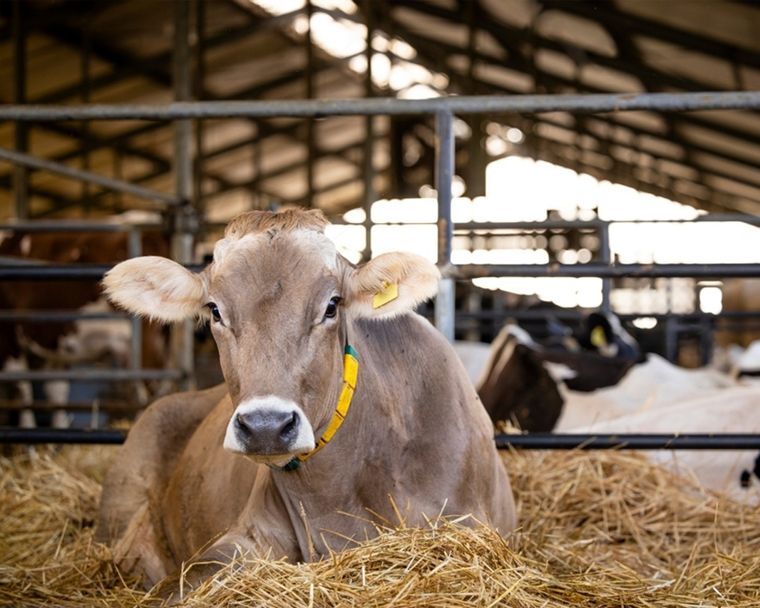 Правильная диагностика типа кист яичников у коров всё ещё может быть сложной задачей