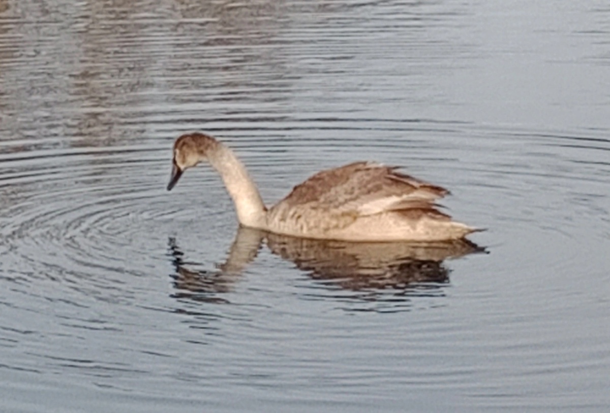 Гадкий утëнок(((