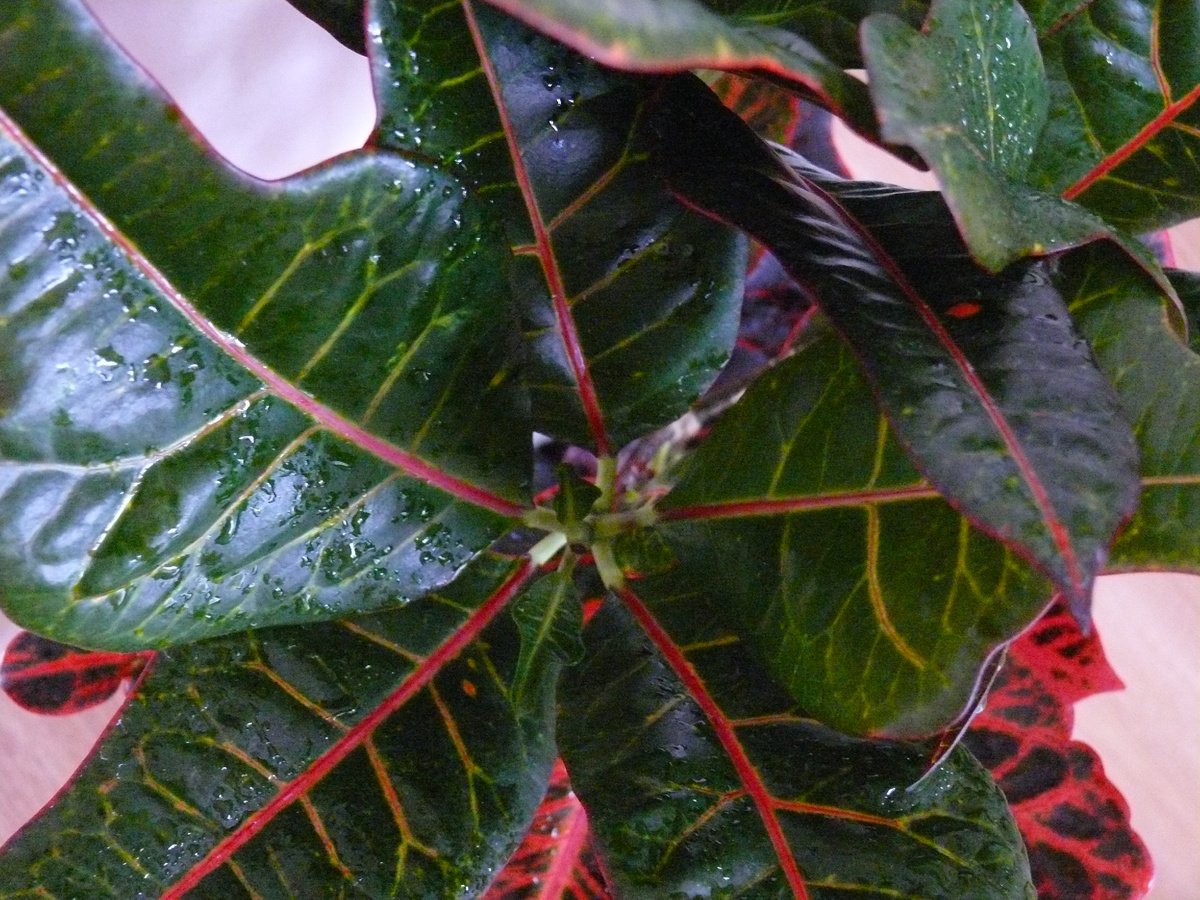 Кодеум. Фото автора.