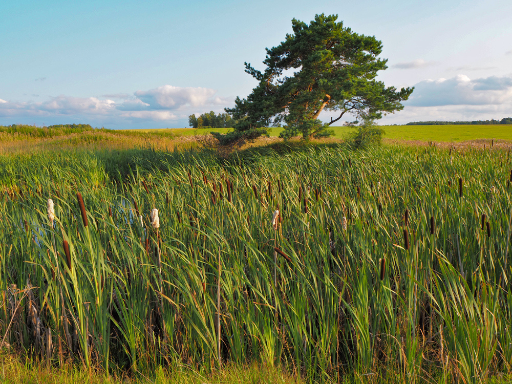 Сосна у Андронихи.