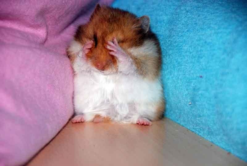 Дело  в том, что молоко (особенно жирное) содержит в себе такие вещества,  которые хрупкому организму хомячка сложно усвоить. И у него возникают  серьезные проблемы с пищеварением. Поэтому чтобы обезопасить домашнего  любимца, молоко ему давать не стоит. А чтобы избежать обезвоживания  организма грызуна (ведь все-таки они в основном питаются не богатыми на  жидкость зерновыми продуктами) - лучше давать ему чистую водичку.