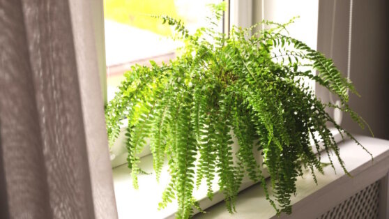   Почти как в лесу: садоводы поделились лайфхаками, как создать комнатным папоротникам комфортные условия в квартире Ирина Петрова
