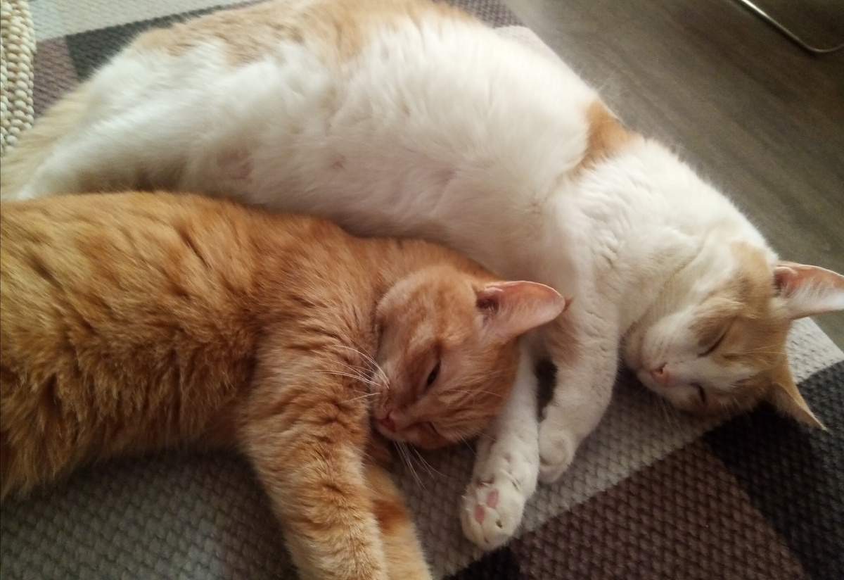 Мои меньшие друзья 