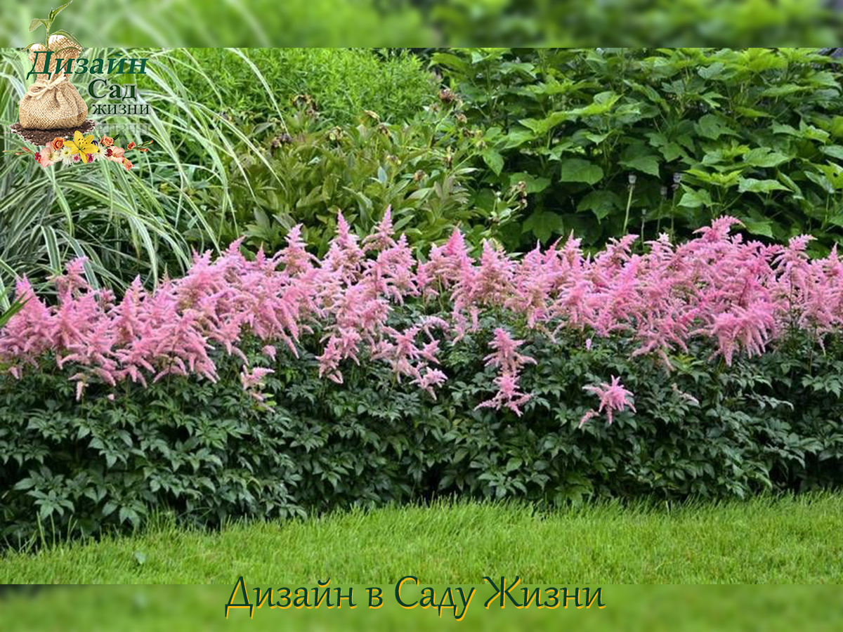 Астильба в бордюре