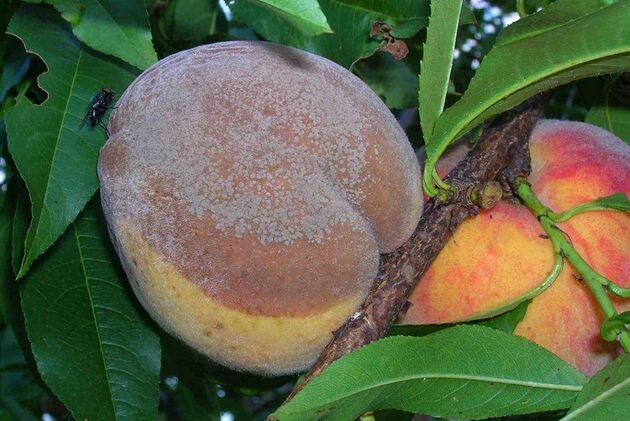 загнивание плодов персика