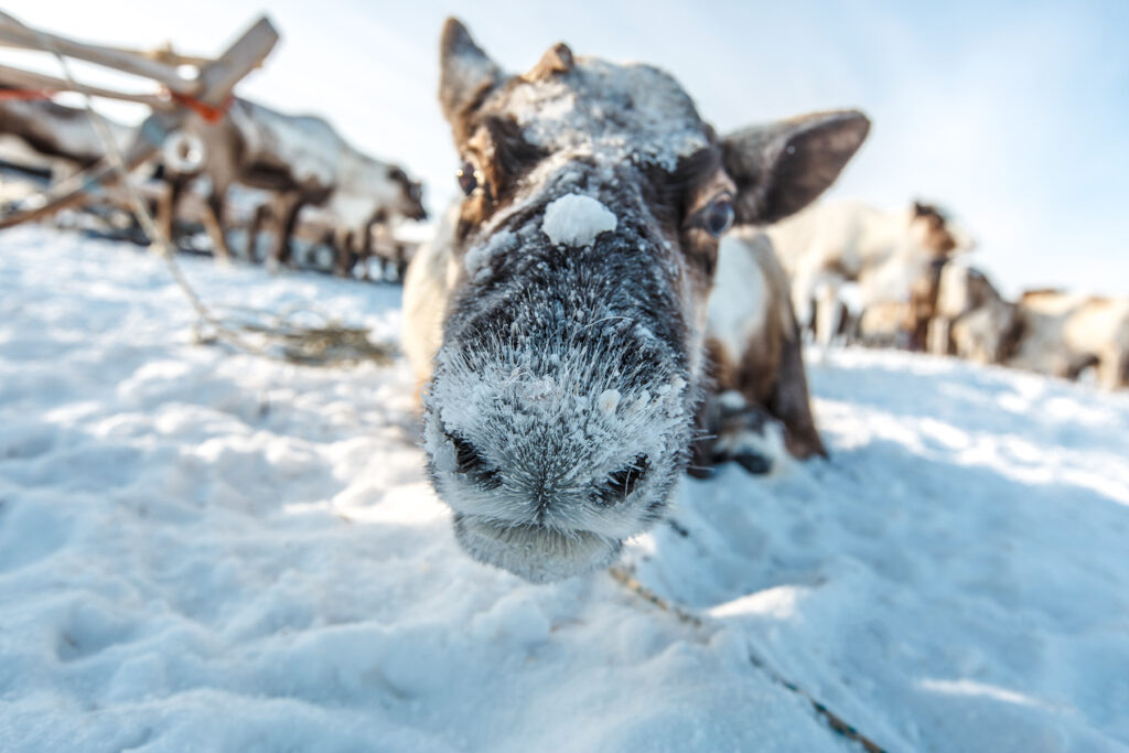    Нос северного оленя — природный теплообменник: он подогревает вдыхаемый воздух, не давая животному замерзнуть зимой
