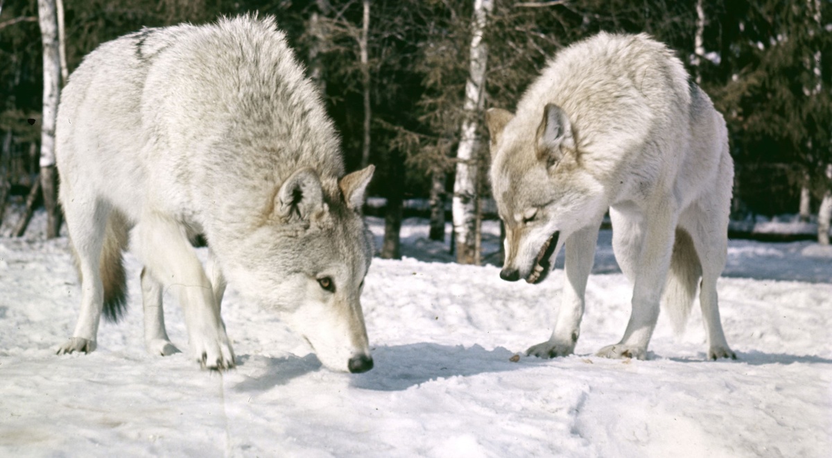 © Sputnik/И. Константинов