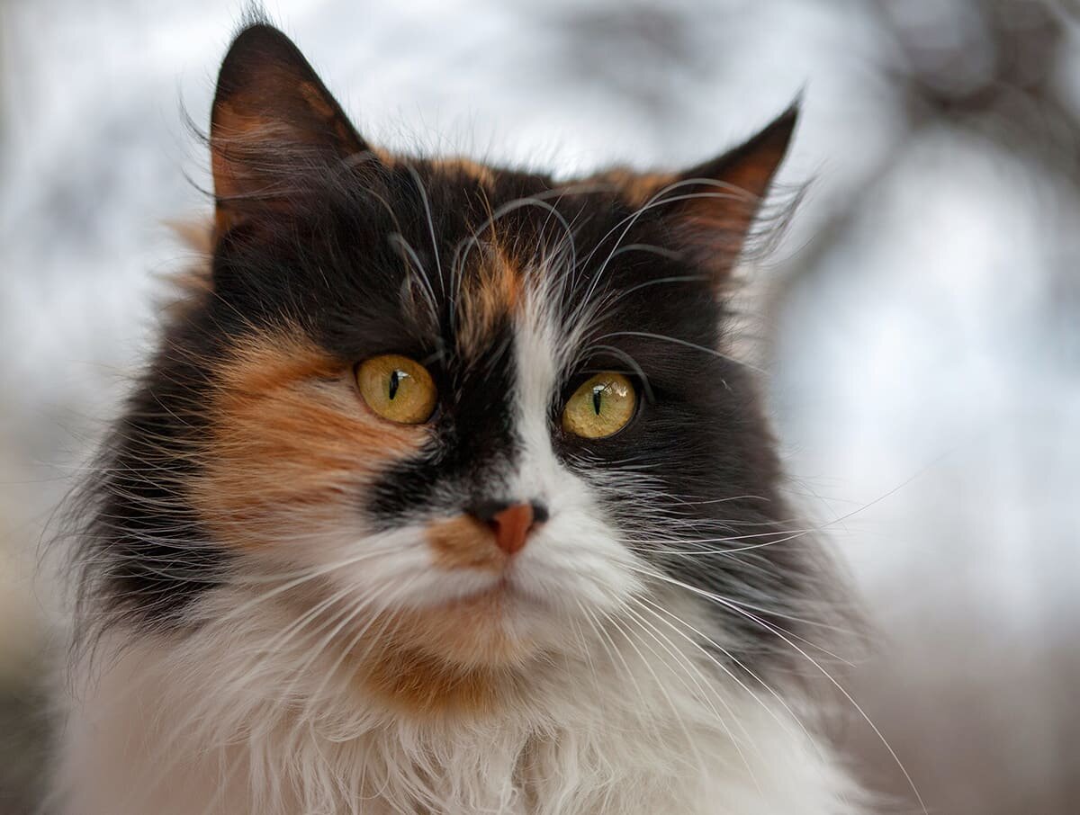 источник фото: https://bri-hanna.com/wp-content/uploads/2022/03/trekhsvetnyi-kotenok-trekhsvetnaja-koshka-foto.jpg