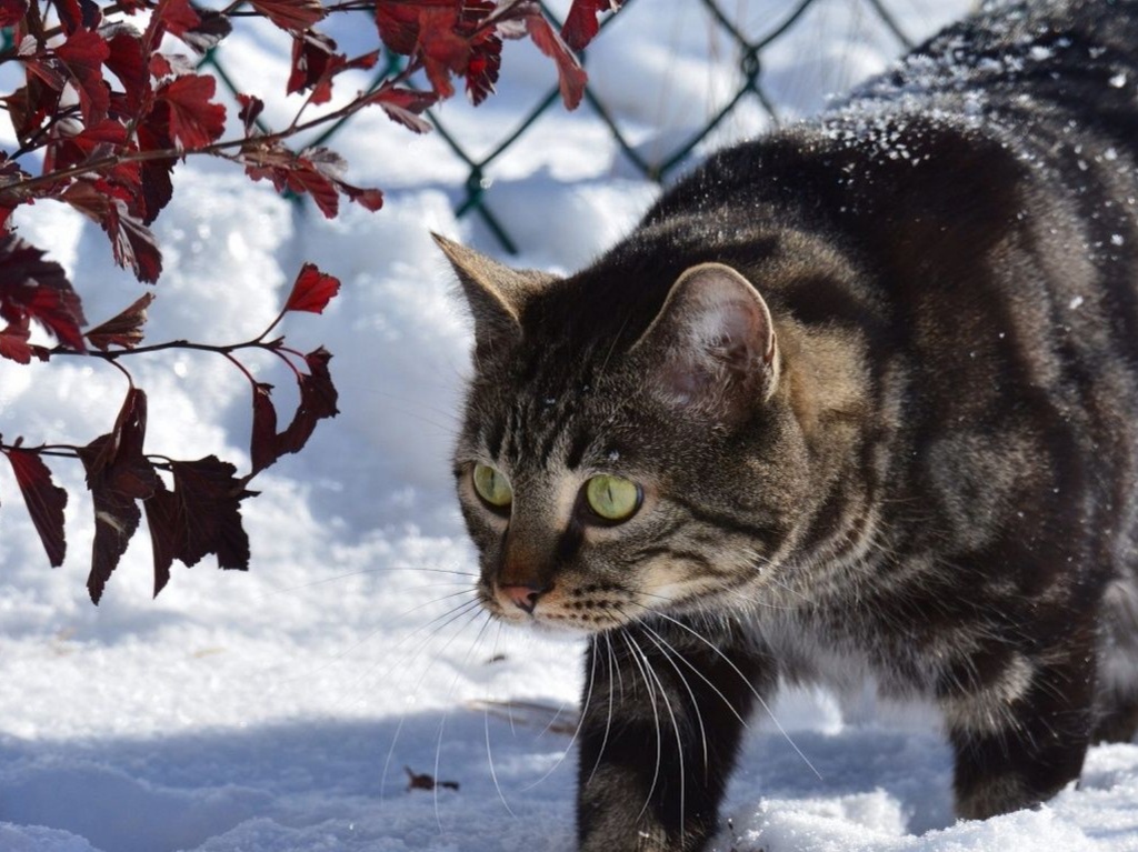 Яндекс картинки