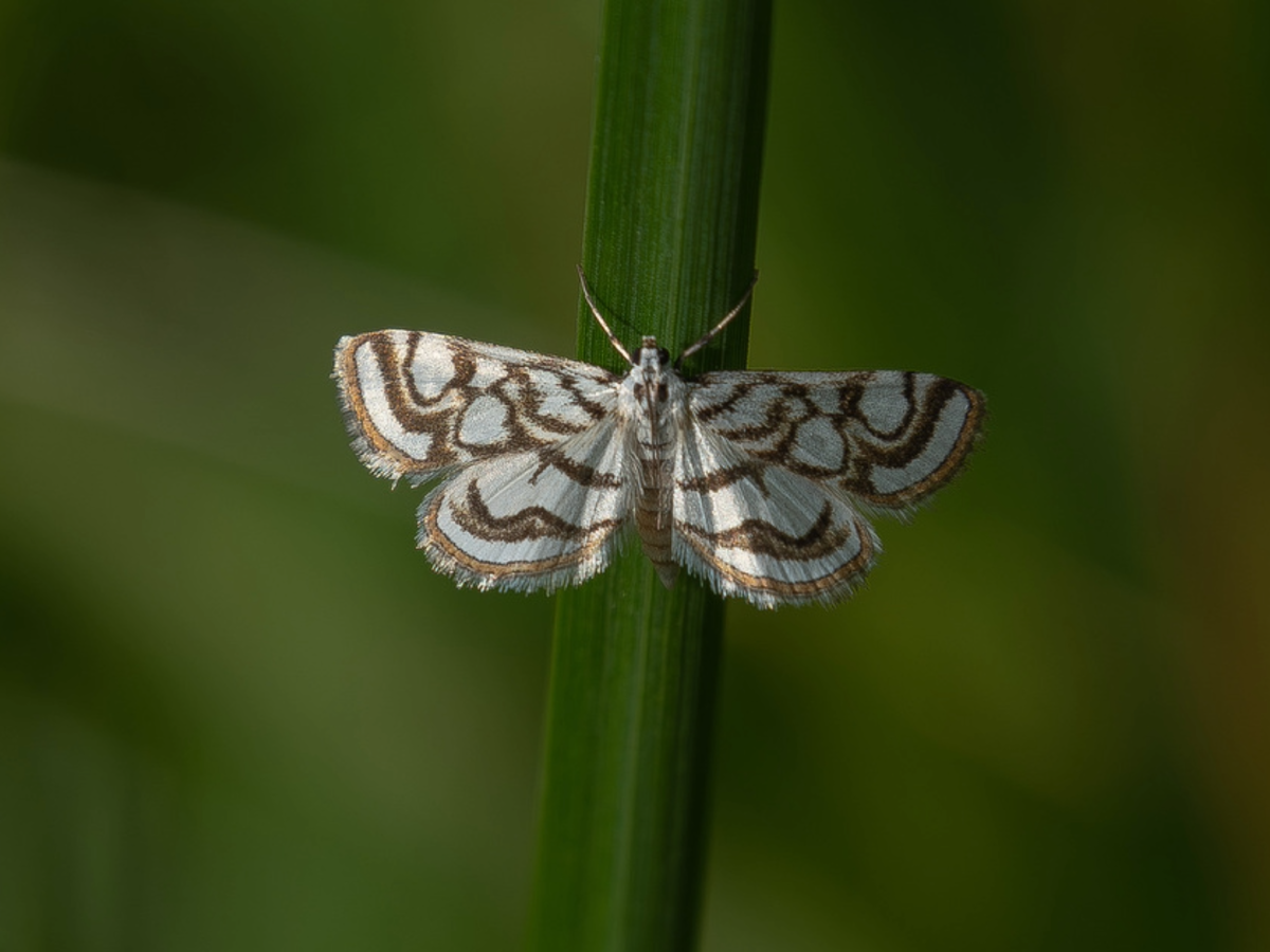 Вотинцевы Елена и Сергей – Nymphula nitidulata (Огнёвка водная прудовая), 2023 г.