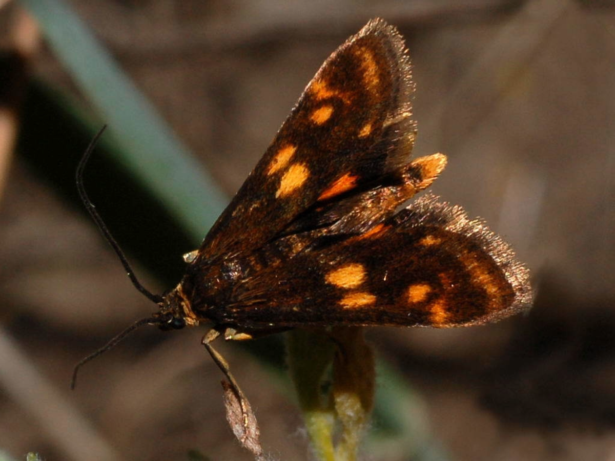 Павел Горбунов – Kasania arundinalis (Огнёвка водная камышовая), 2007 г.