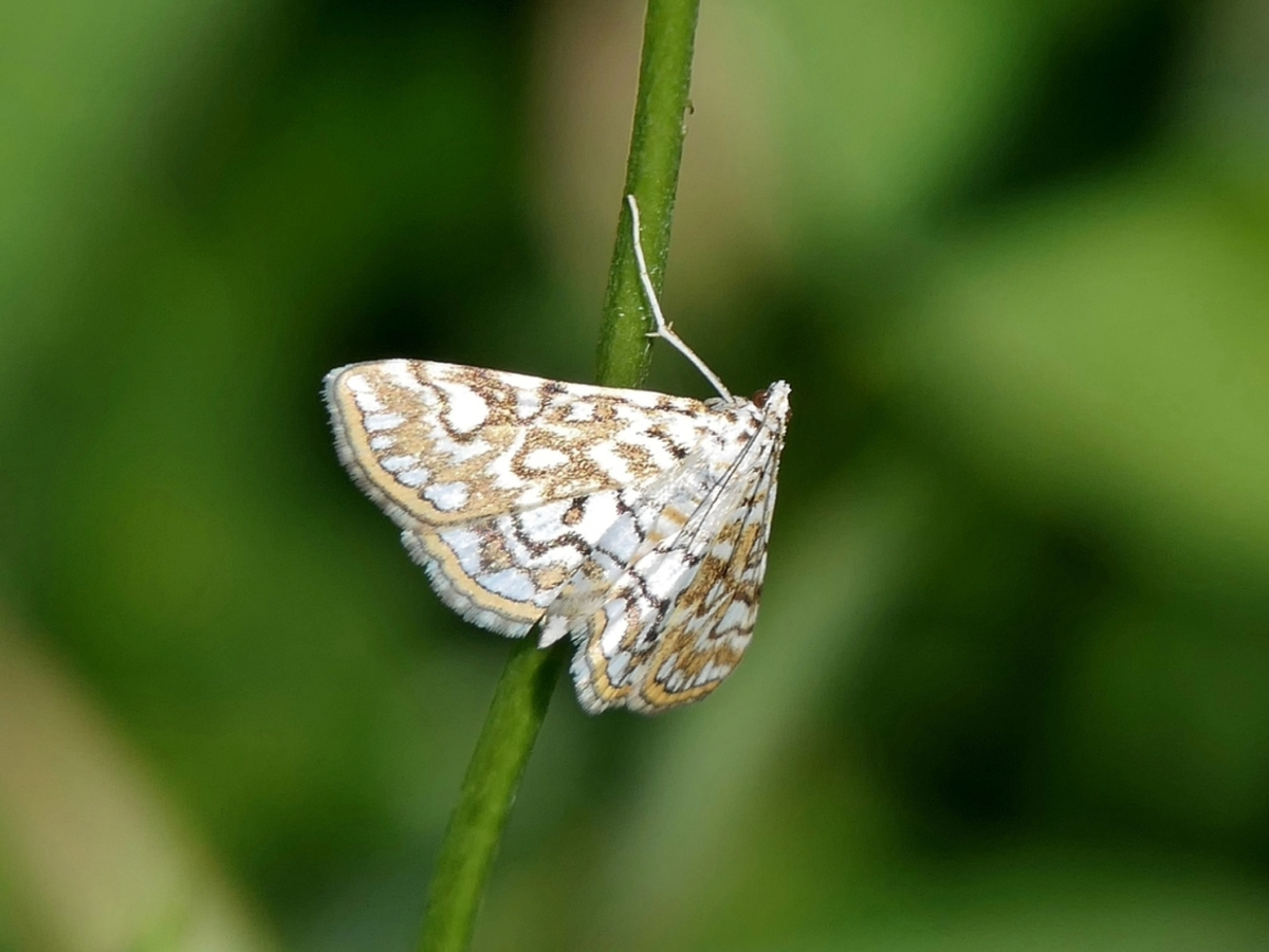 Инге Биллер – Elophila nymphaeata (Огнёвка водная кувшинковая), 2024 г.