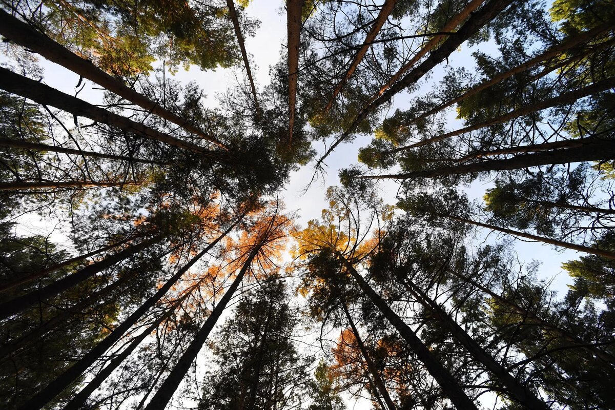 © photo: Sputnik / Ilya Neimushin