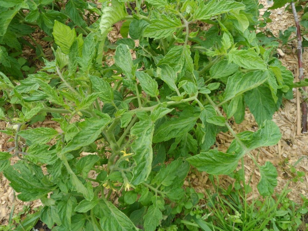 Безрассадные томаты.