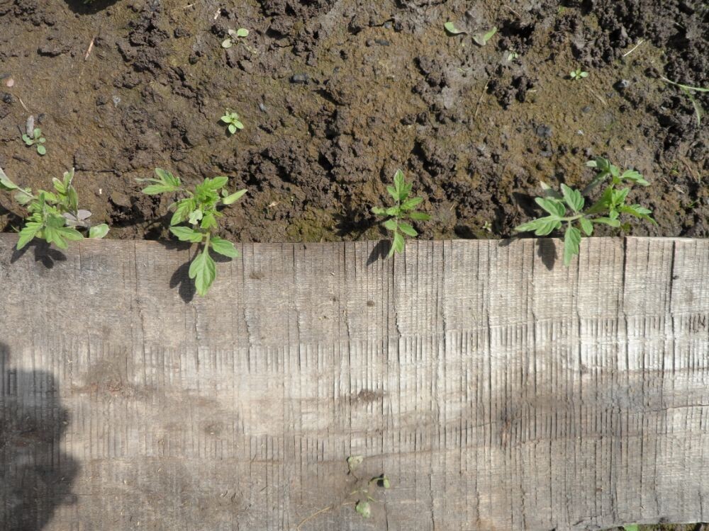 Появились полноценные листья.