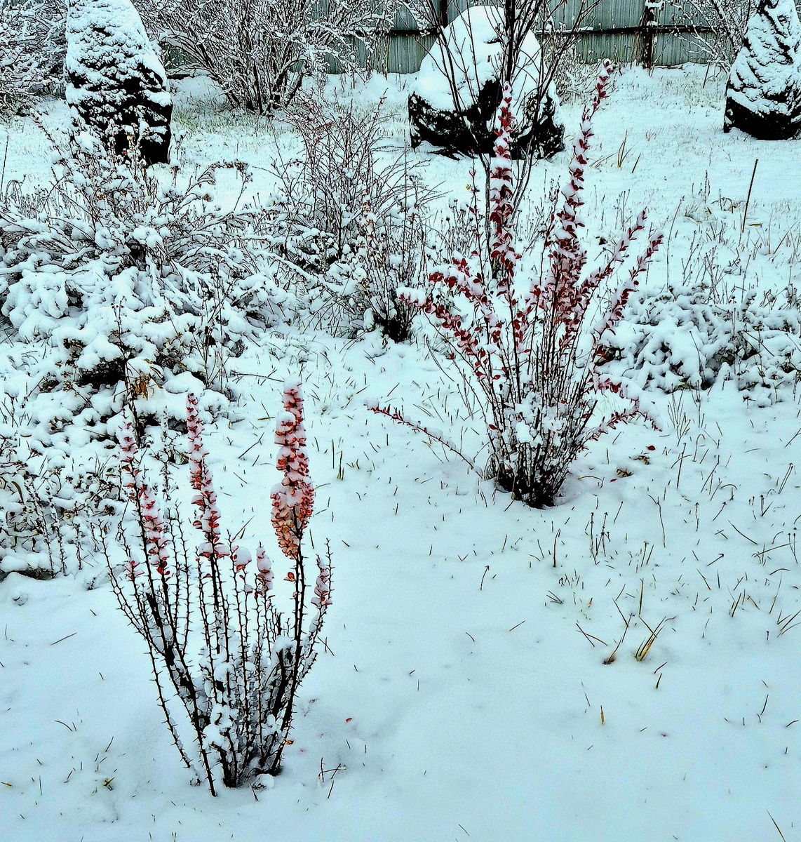 Ноябрь. Барбарисы под снегом