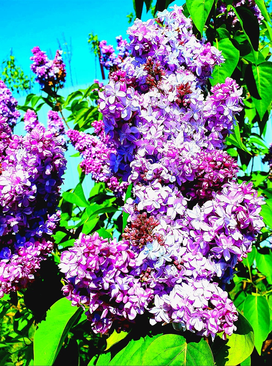 Сирень «Надежда» сорт селекции Леонида Колесникова