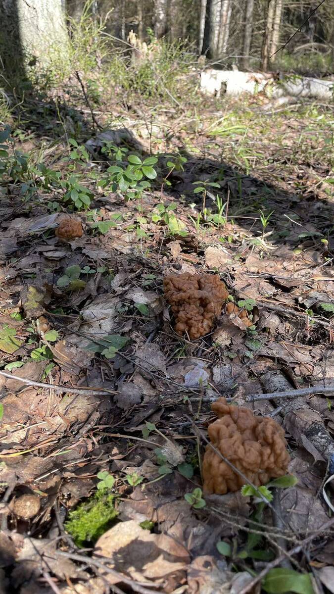 Строчки гигантские (Gyromitra gigas)