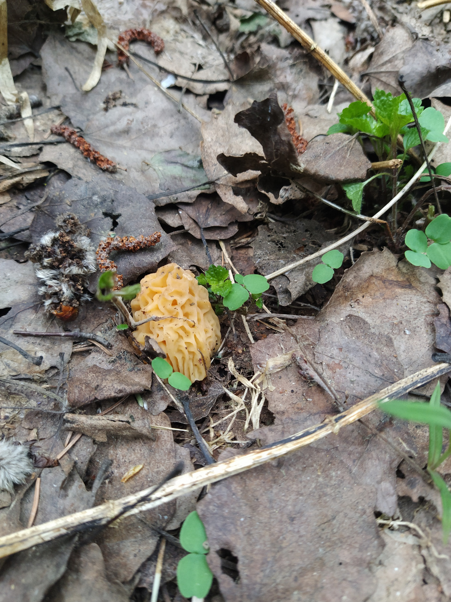 Сморчковая шапочка (Verpa bohemica), золотистая разновидность. 