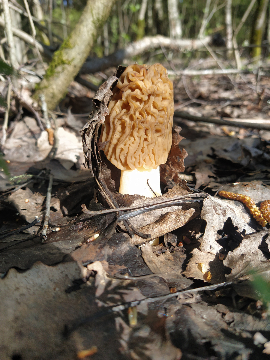 Сморчковая шапочка "классическая".