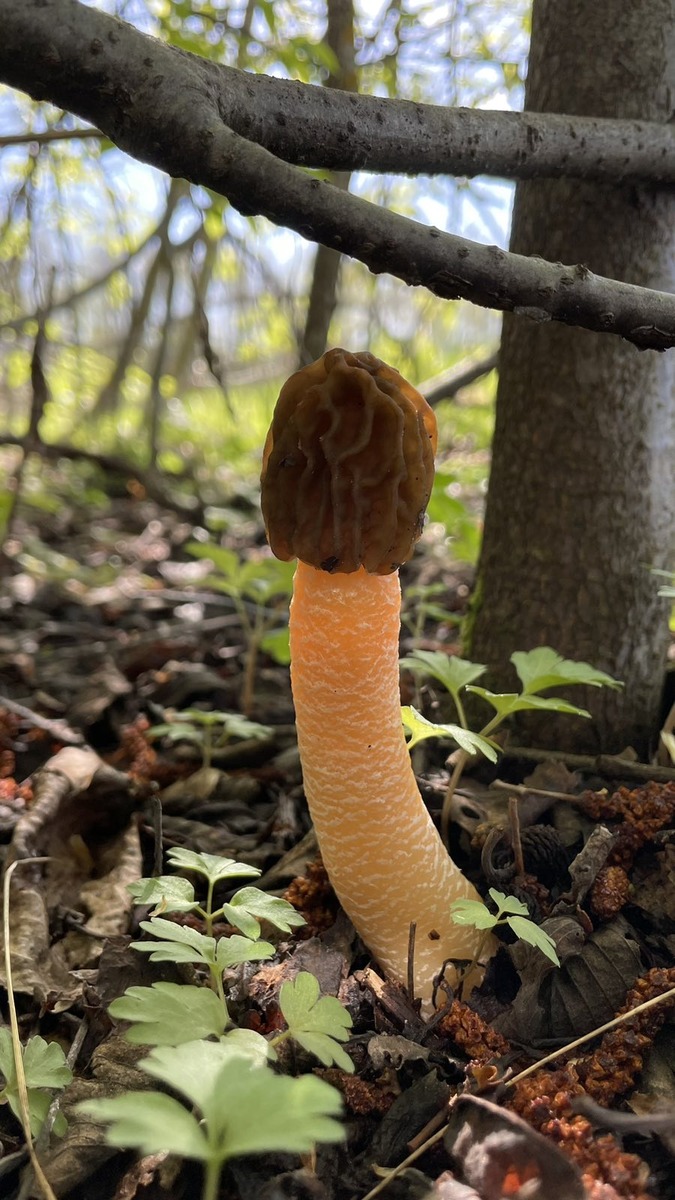 На солнечных местах ножки вытягиваются очень сильно