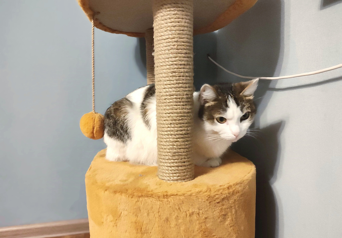 Кот Артём: не прощу, и не забуду