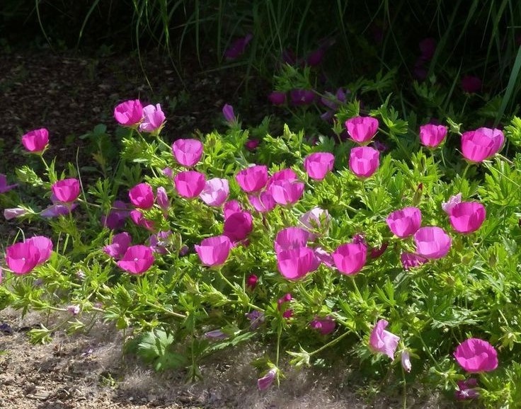 каллирое обрамление цветника