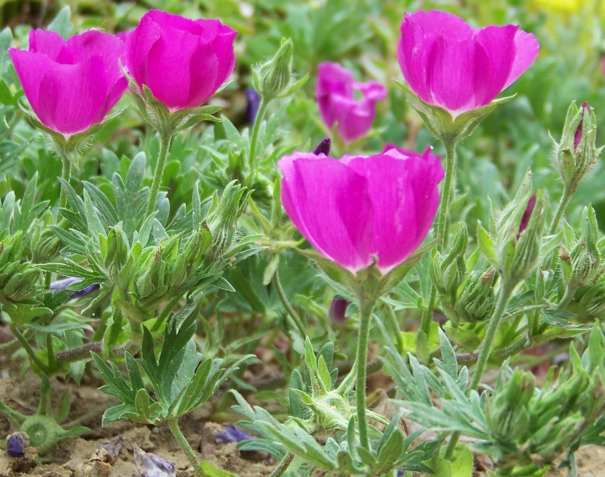 каллирое цветоносы 