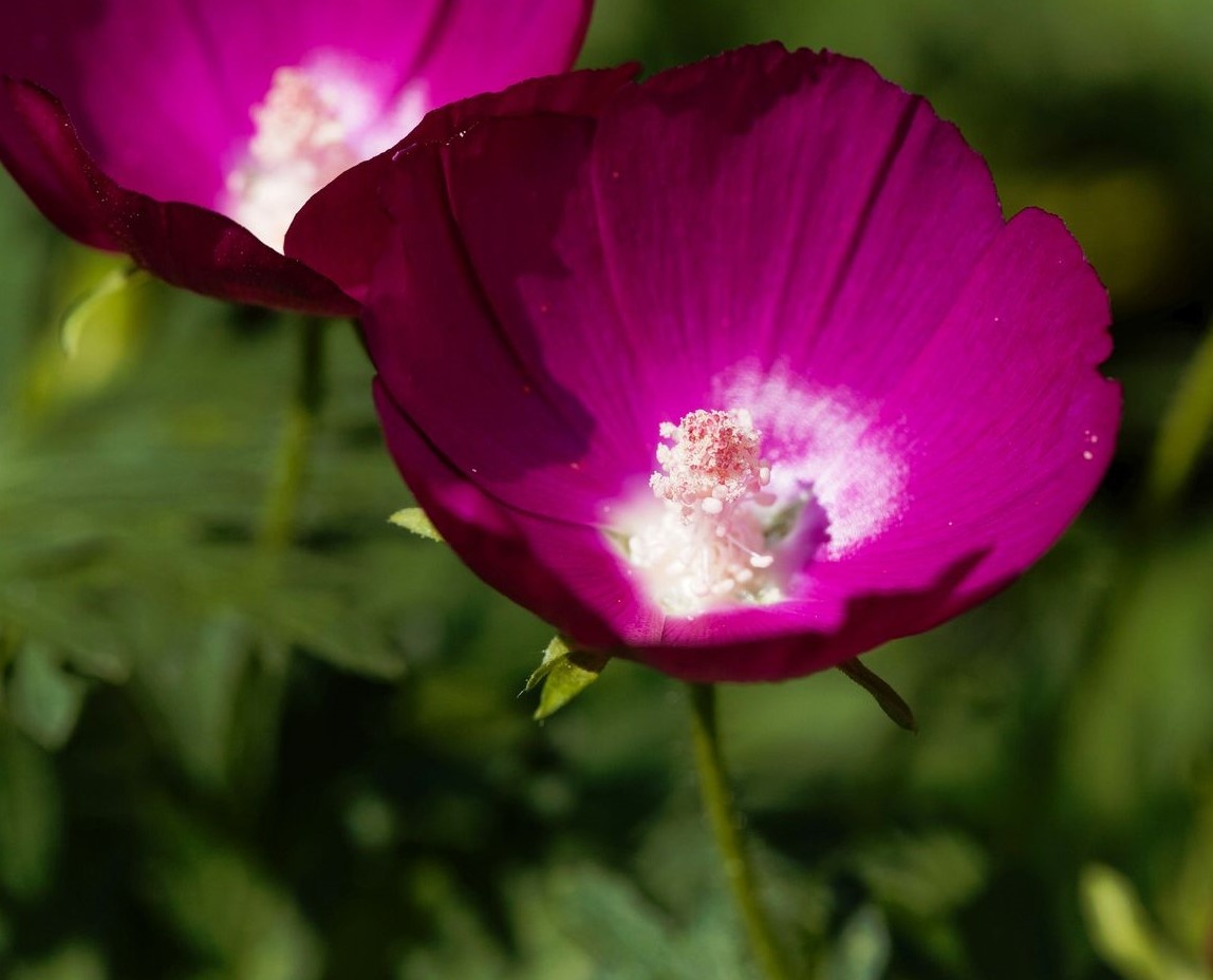 бутон каллирое