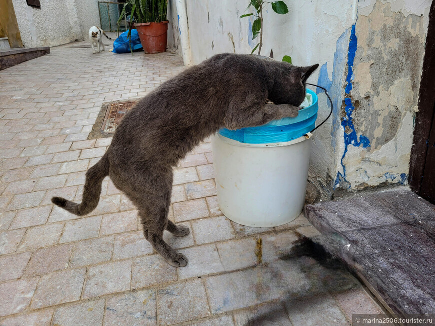 Рабат. Нас и здесь неплохо кормят) © marina2506.tourister.ru