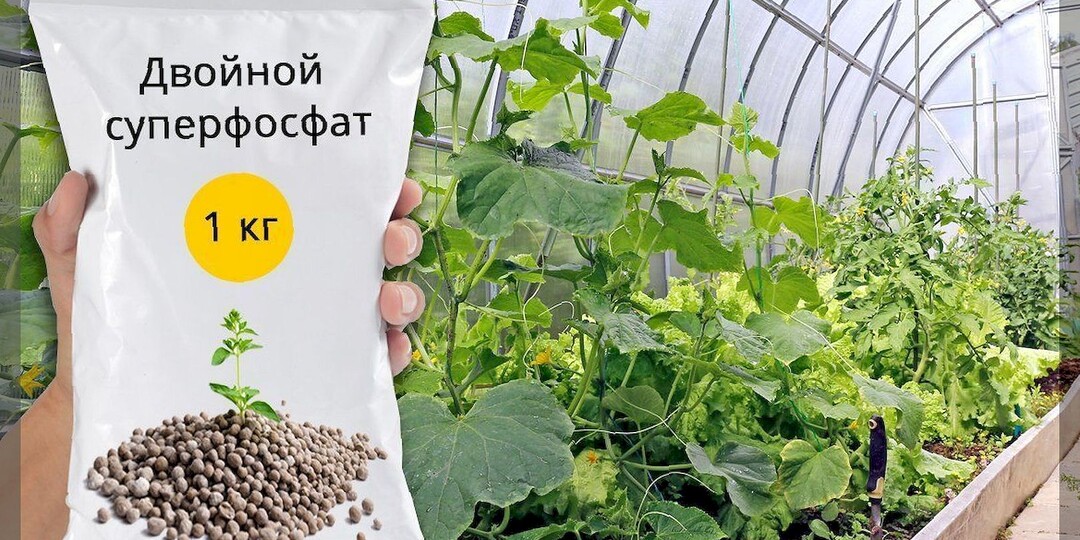 Плюсы, минусы и опасности суперфосфата: что нужно знать дачнику, чтобы правильно применять суперфосфат