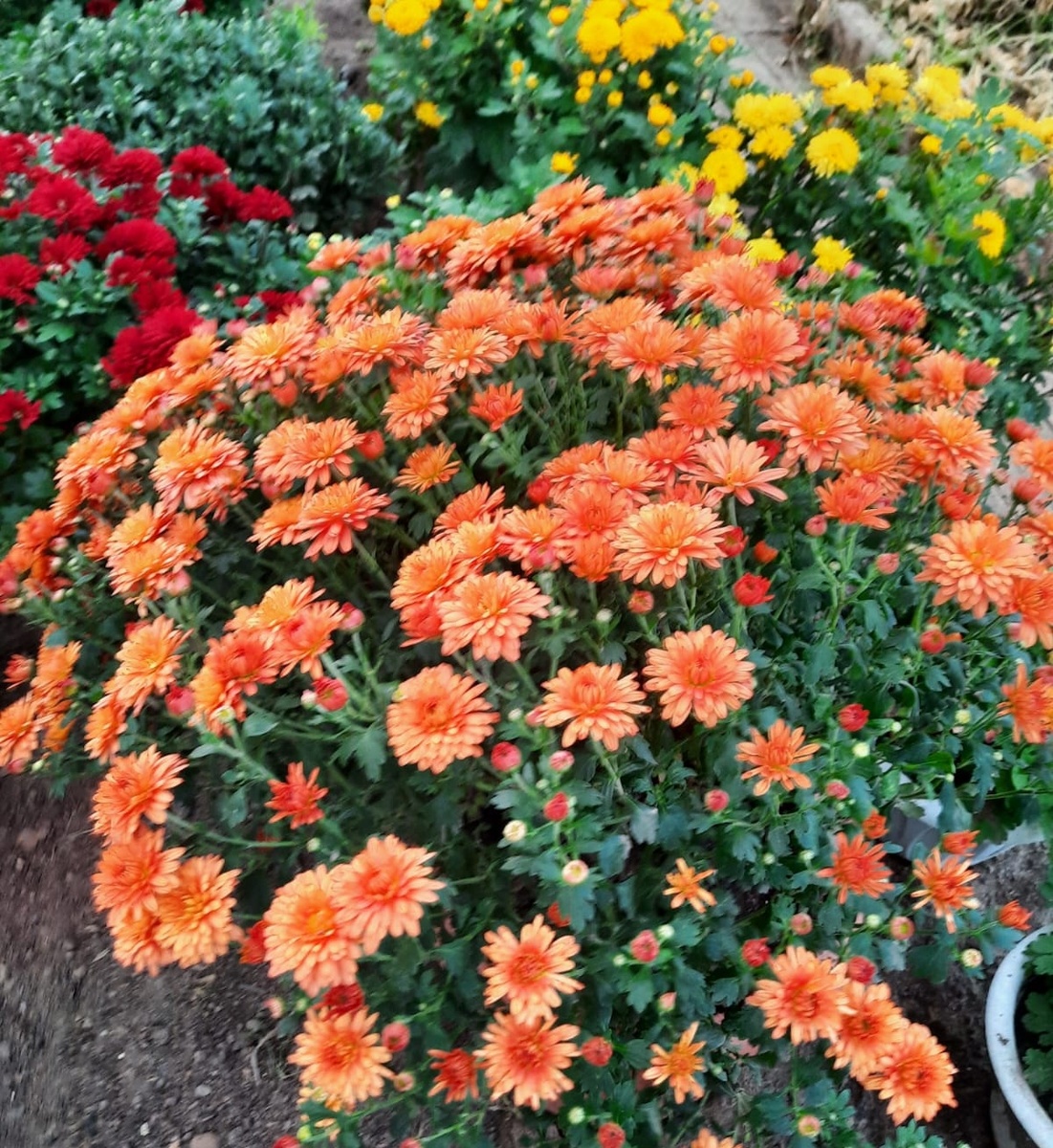 Хризантемы. Фото автора.