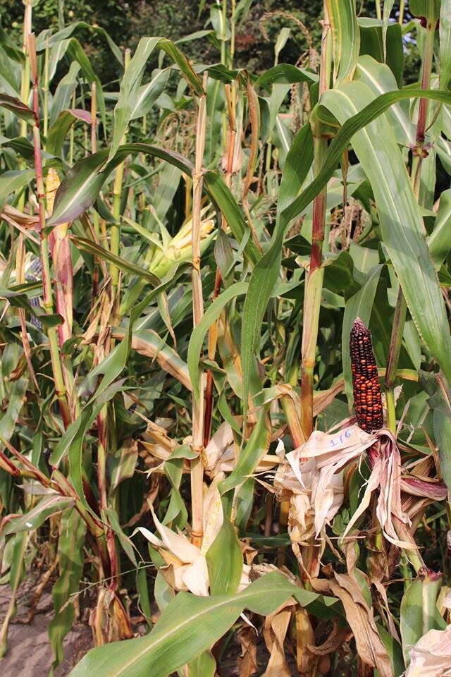 Используйте традиционные "домашние" сорта кукурузы. Но промышленные сахарные или зерновые тоже можно.