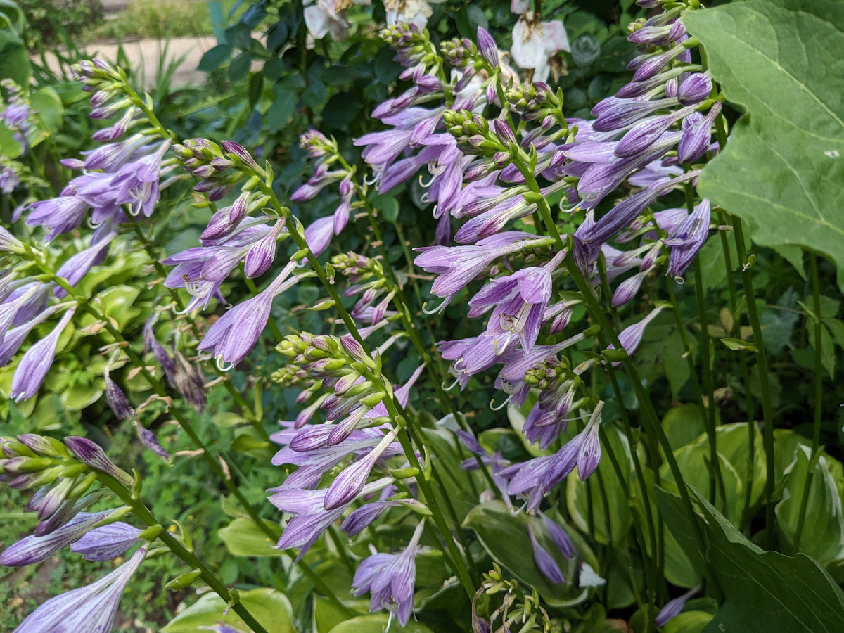 Начало июля в теневом миксбордере