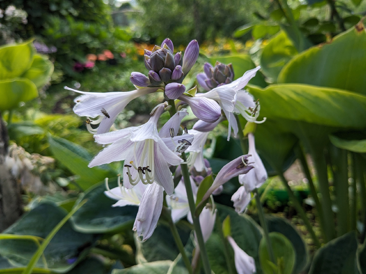 Вдали - яркие краски других цветов, но и хоста - красавица