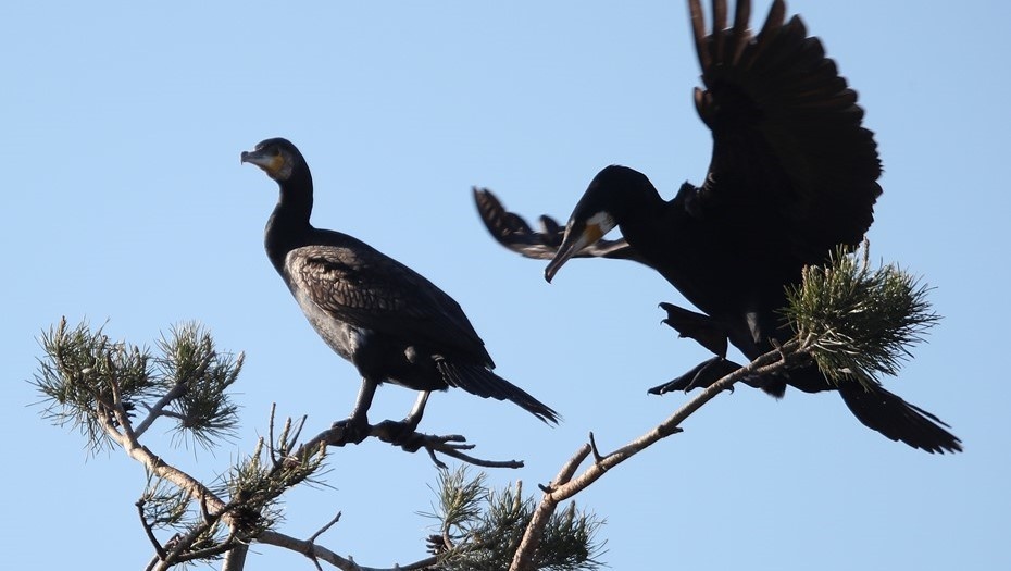    Бакланы. Автор фото: Наталия Федосенко/ТАСС