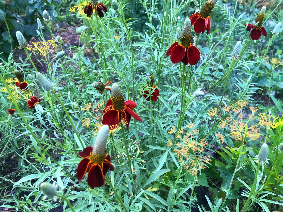 Ратибида  фото автора