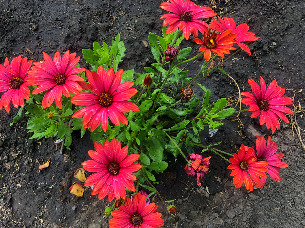 ВЕГЕТАТИВНЫЙ ОСТЕОСП...УМ   ФОТО АВТОРА