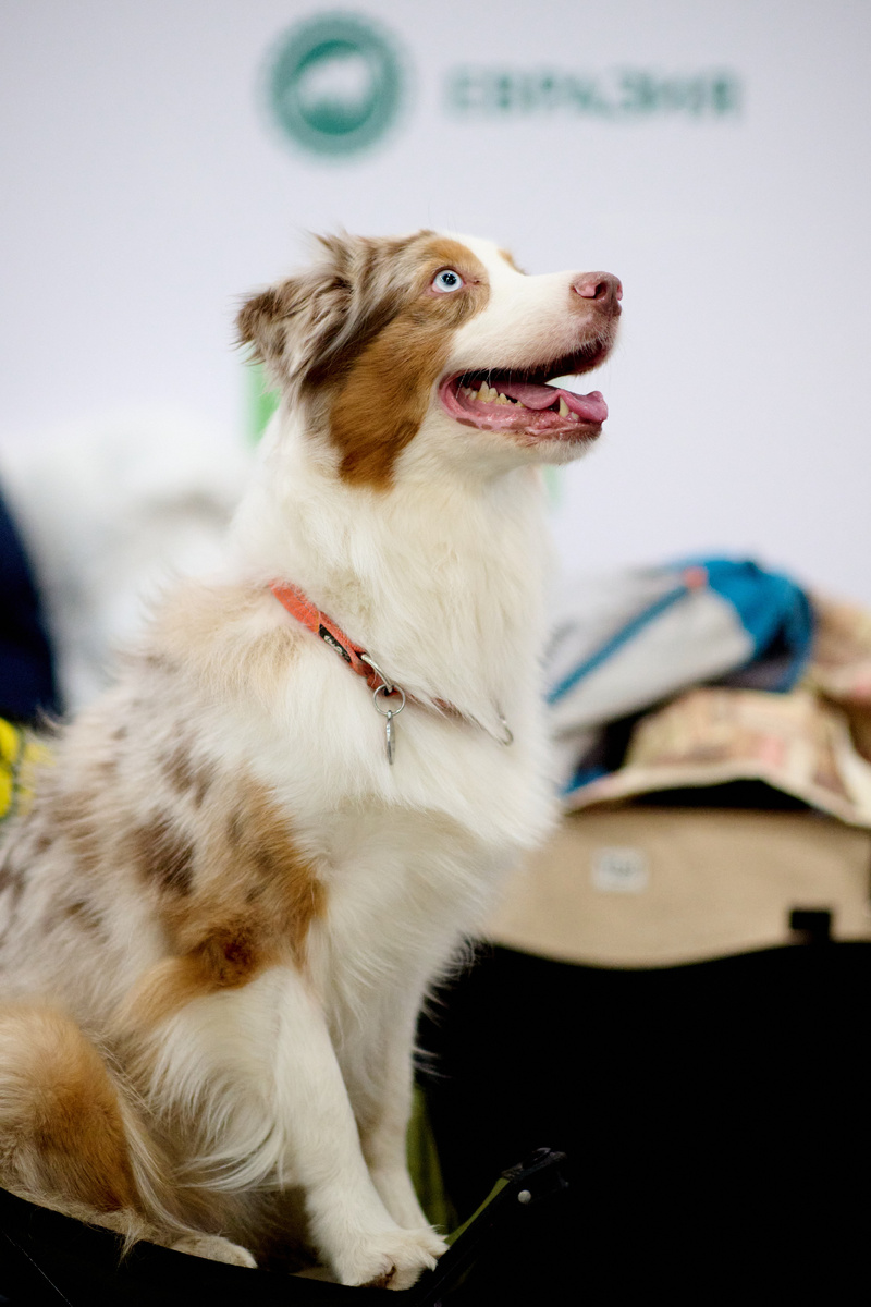 Очаровательные гости и участники выставки «Евразия 2024»