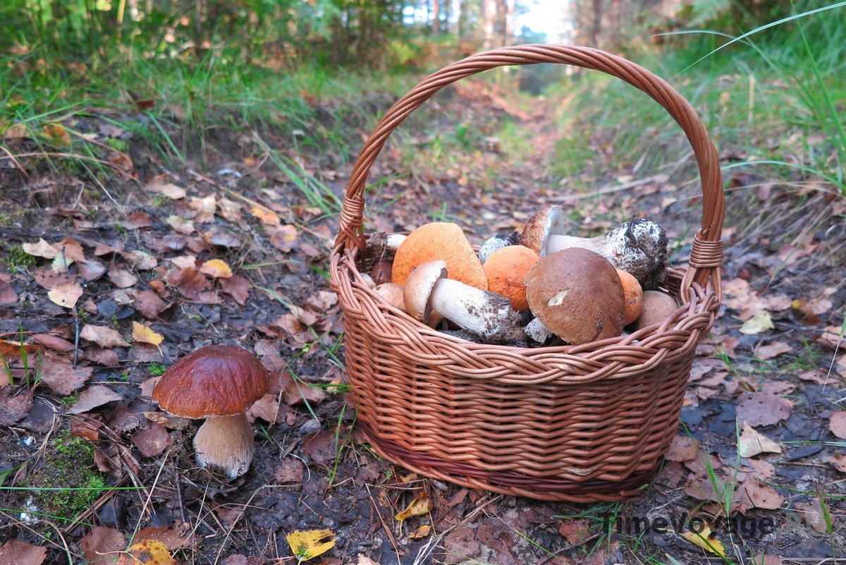 Грибное место в Подмосковье