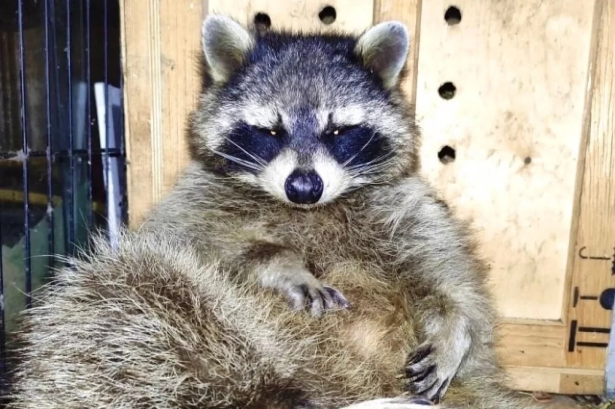    В Туле волонтёры ищут новый дом для енота-полоскуна по кличке Петрович