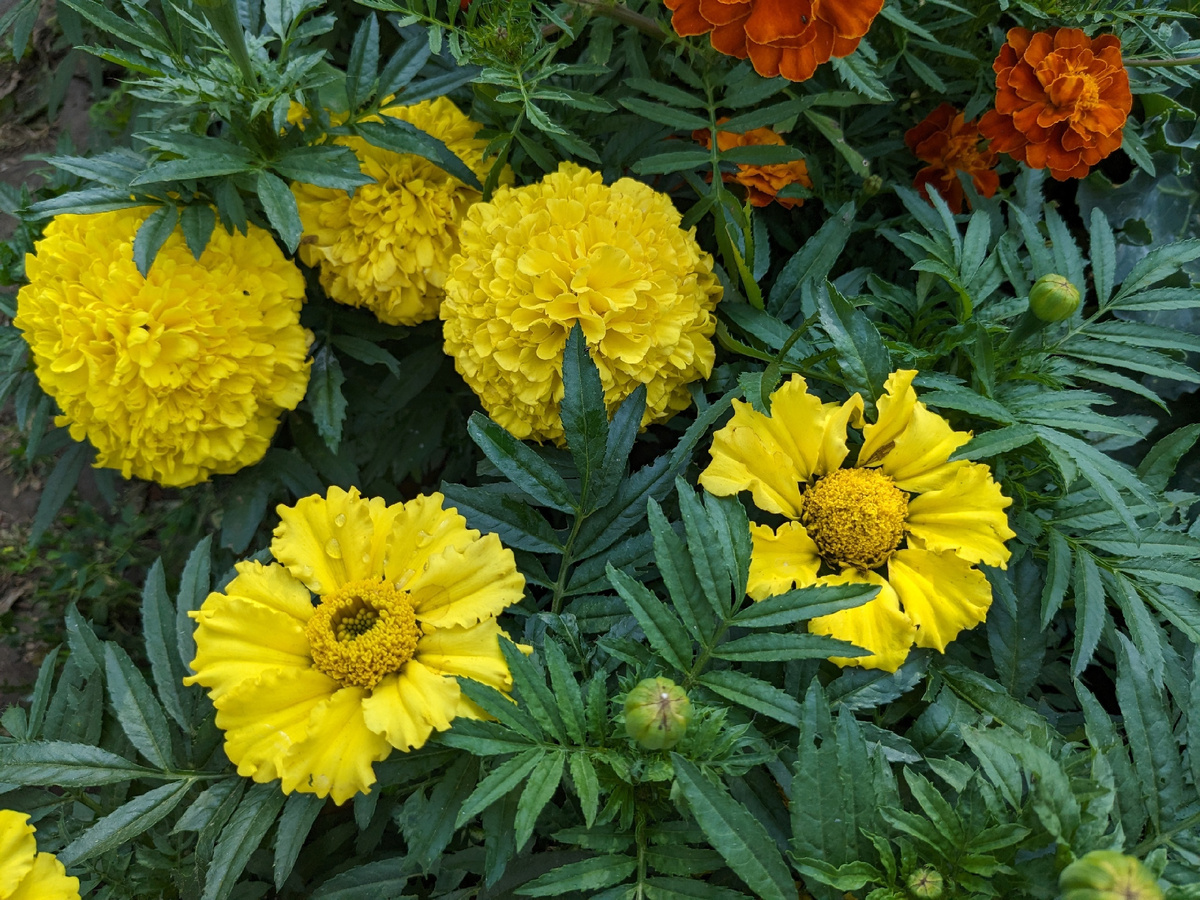 Вот такой дефективный куст шпионом вкрался в мои посадки