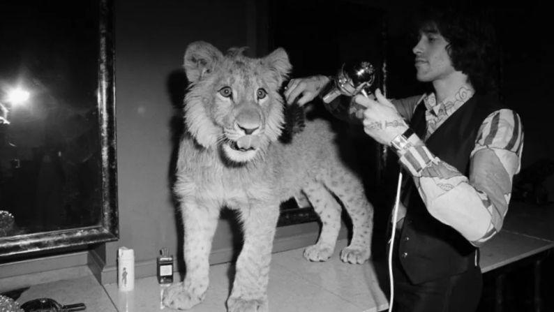 За маленькой собачкой ухаживают в 100 раз эффективнее.