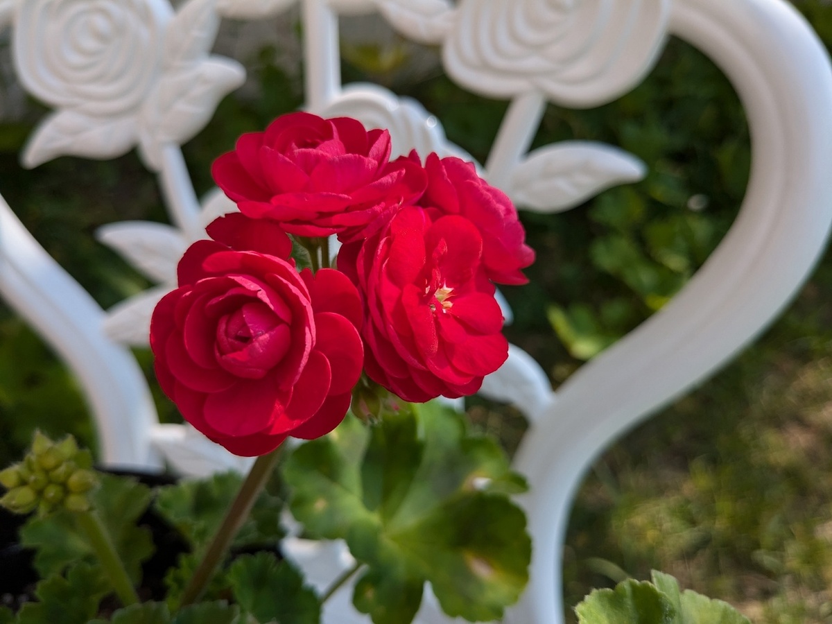 Розебудная пеларгония PAC Viva Rosita