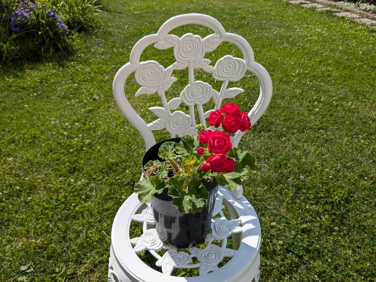 Пик цветения годовалого куста