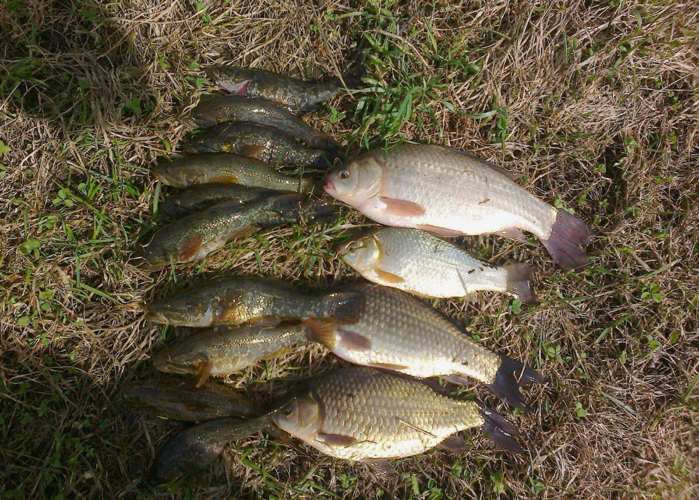 Вот такой у нас бывает в Подмосковье улов!