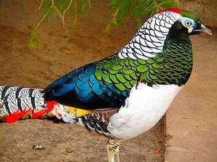 Алмазный фазан