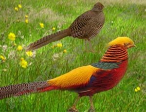 самка и самец золотого фазана