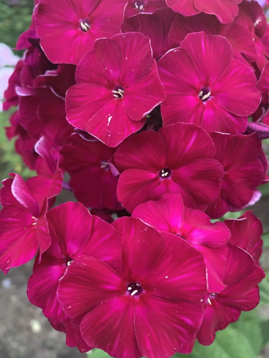 Павел Бажов